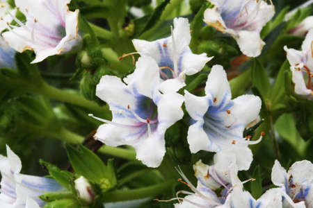 echium decaisnei,Gran Canaria,Spainの写真素材