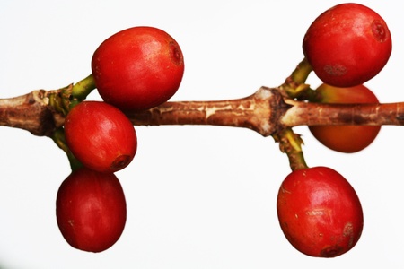 coffea arabica,Gran Canaria,Spainの写真素材