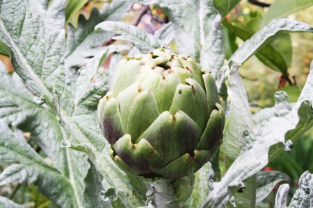 artichoke,Gran Canaria,Spainの写真素材