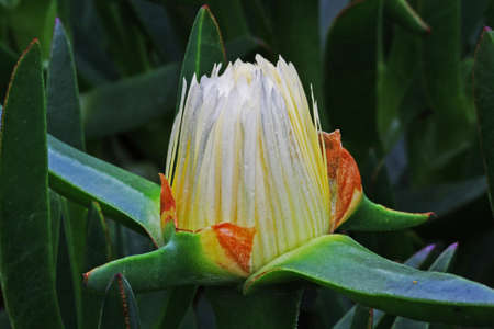 carpobrotus edulis,Gran Canaria,Spainの写真素材