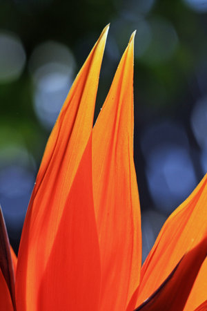 strelitzia,Gran Canaria,Spain