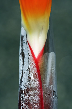 strelitzia,Gran Canaria,Spain