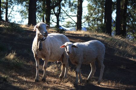 sheepの写真素材