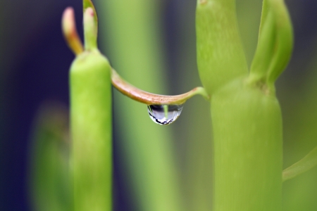 water drops,Gran Canaria,Spainの写真素材