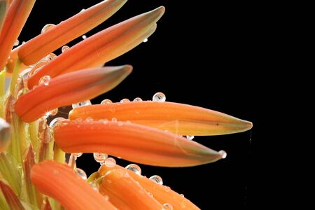 aloe distans,Gran Canaria,Spainの写真素材