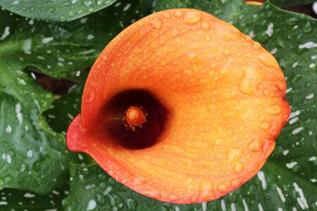 calla zantedeschia albomaculata,Gran Canaria,Spainの写真素材