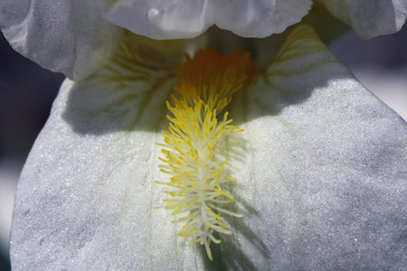 iris,Gran Canaria,Spain