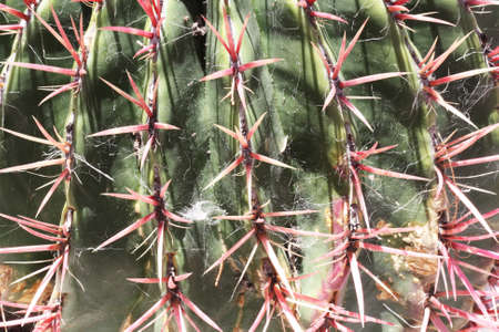 cactus ferocactus piliferus,Gran Canaria,Spainの写真素材