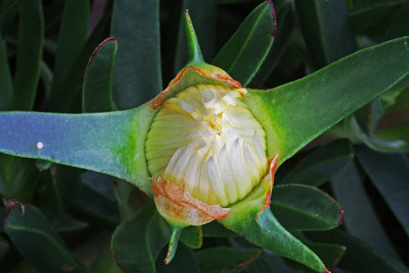 carpobrotus edulis,Gran Canaria,Spainの写真素材