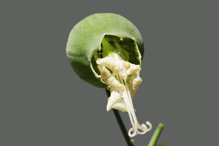 silene vulgaris, Gran Canaria,Spain
