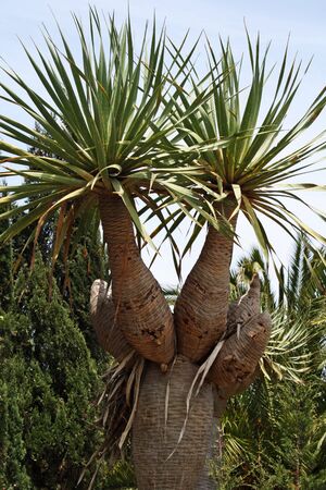 canary islands dragon tree,Gran Canaria,Spain