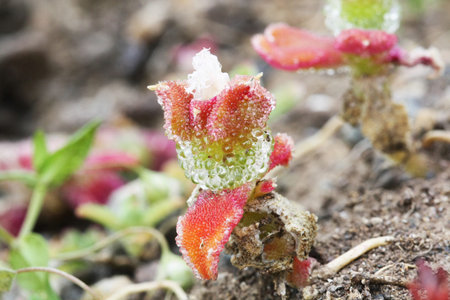 mesembryanthemum crystallinum,Gran Canaria,Spain