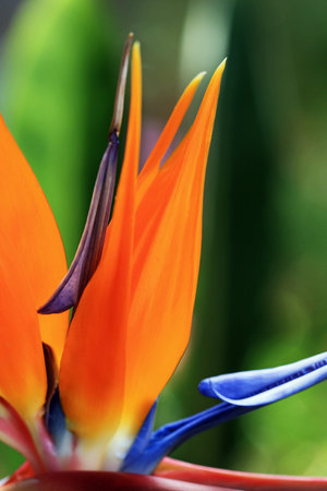 strelitzia,Gran Canaria,Spain