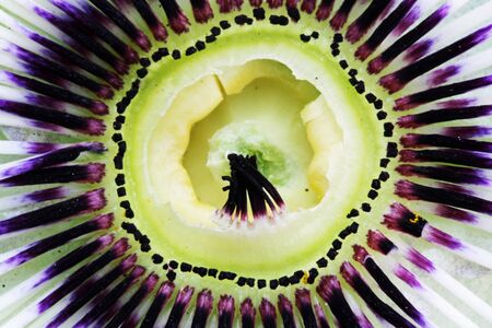 passion flower,Gran Canaria,Spainの写真素材