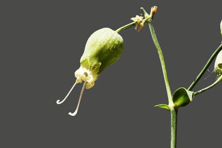 silene vulgaris, Gran Canaria,Spainの写真素材