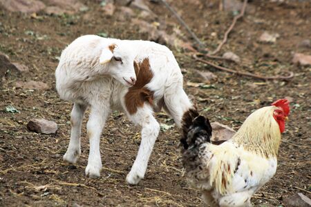 goat,Gran Canaria,Spainの写真素材