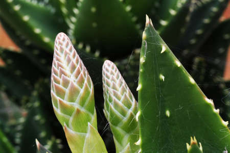 aloe distans,Gran Canaria,Spainの写真素材