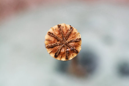 corn poppy,Gran Canaria,Spainの写真素材