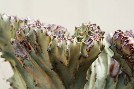 cactus austrocylindropuntia,Gran Canaria,Spainの写真素材