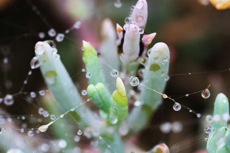 mesembryanthemum croceum,Gran Canaria,Spainの写真素材