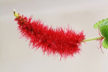 chenille plant,Gran Canaria,Spainの写真素材