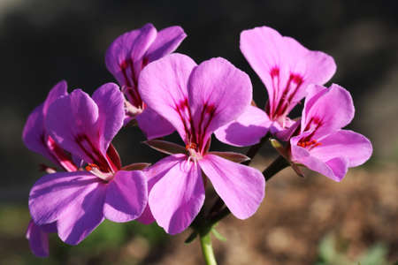 geranium,Gran Canaria,Spainの写真素材