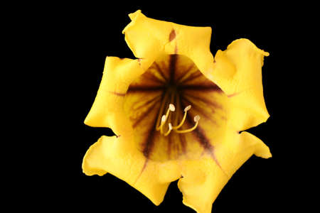 solandra nitida,Gran Canaria,Spainの写真素材