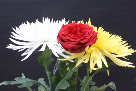 chrysanthemum anastasia,Gran Canaria,Spainの写真素材