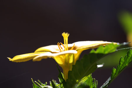 turnera ulmifolia,Gran Canaria,Spainの写真素材