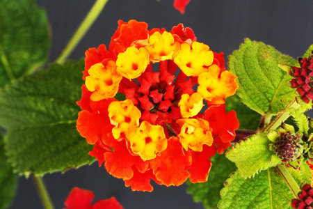lantana camara,Gran Canaria,Spain