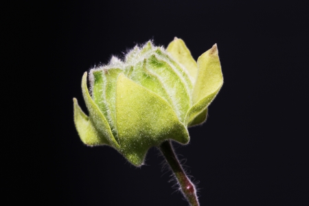 hairy indian mallow,Gran Canaria,Spainの写真素材