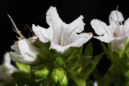 echium decaisnei,Gran Canaria,Spainの写真素材