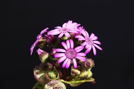 pericallis webbii,Gran Canaria,Spainの写真素材