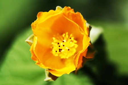 hairy indian mallow,Gran Canaria,Spainの写真素材