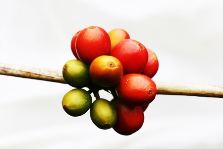 coffea arabica,Gran Canaria,Spainの写真素材