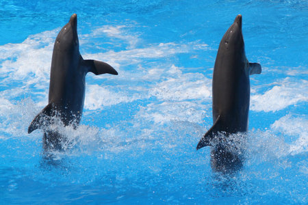 dolphin,Gran Canaria,Spain