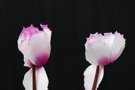 cyclamen,Gran Canaria,Spainの写真素材