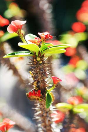 christ plant,Gran Canaria,Spainの写真素材