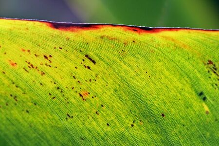 banana plant,Gran Canaria,Spainの写真素材