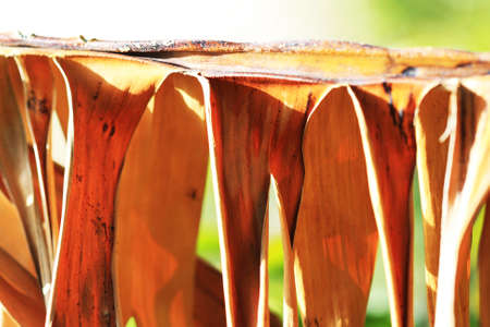 banana plant,Gran Canaria,Spainの写真素材