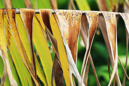 banana plant,Gran Canaria,Spainの写真素材