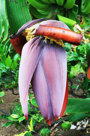banana plant,Gran Canaria,Spainの写真素材