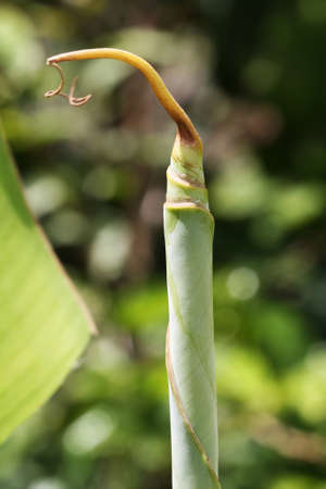 banana plant,Gran Canaria,Spainの写真素材