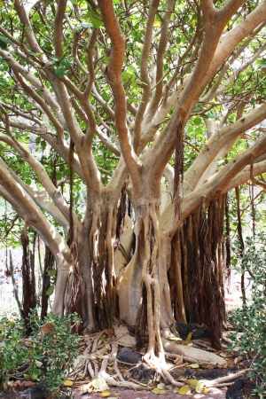common fig tree,Gran Canaria,Spainの写真素材