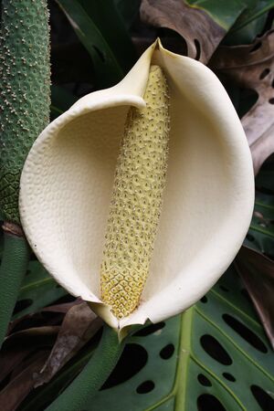 philodendron, Gran Canaria,Spainの写真素材