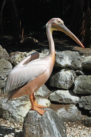 great white pelican,Gran Canaria,Spainの写真素材