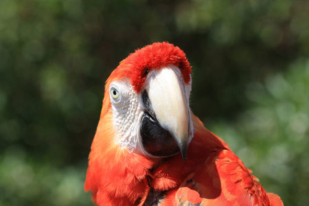 scarlet macaw,Gran Canaria,Spain