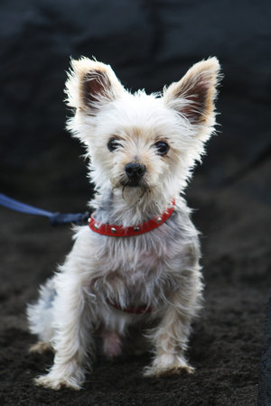 west highland white terrier,Gran Canaria,Spain