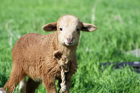 sheep,Gran Canaria,Spain