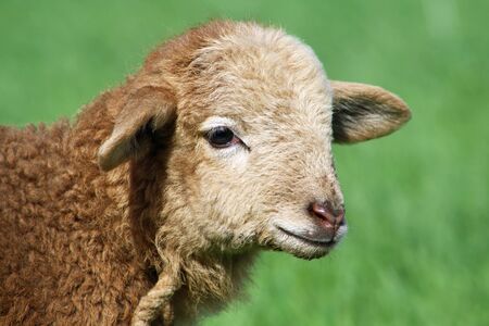 sheep,Gran Canaria,Spainの写真素材